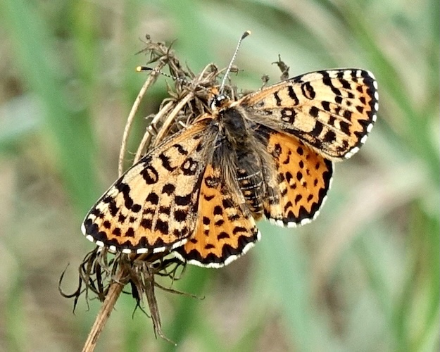 spotted fritillary